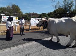 Fête de l'Oie à Courcoury (17)