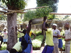 Le projet de reboisement en Haïti