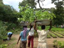 Le projet de reboisement en Haïti