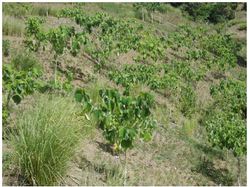 Marbial : reboisement (suite)