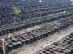 Reboisement de Marbial : opération jardins scolaires