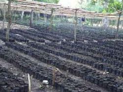 Reboisement de Marbial : opération jardins scolaires