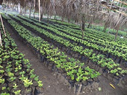 Reboisement de Marbial : opération jardins scolaires