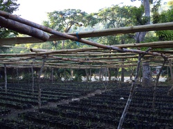Reboisement de Marbial : opération jardins scolaires