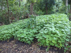 Reboisement de Marbial : opération jardins scolaires