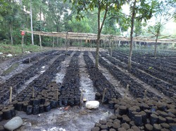 Reboisement de Marbial : opération jardins scolaires