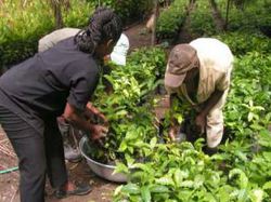 Reboisement de Marbial / Haïti